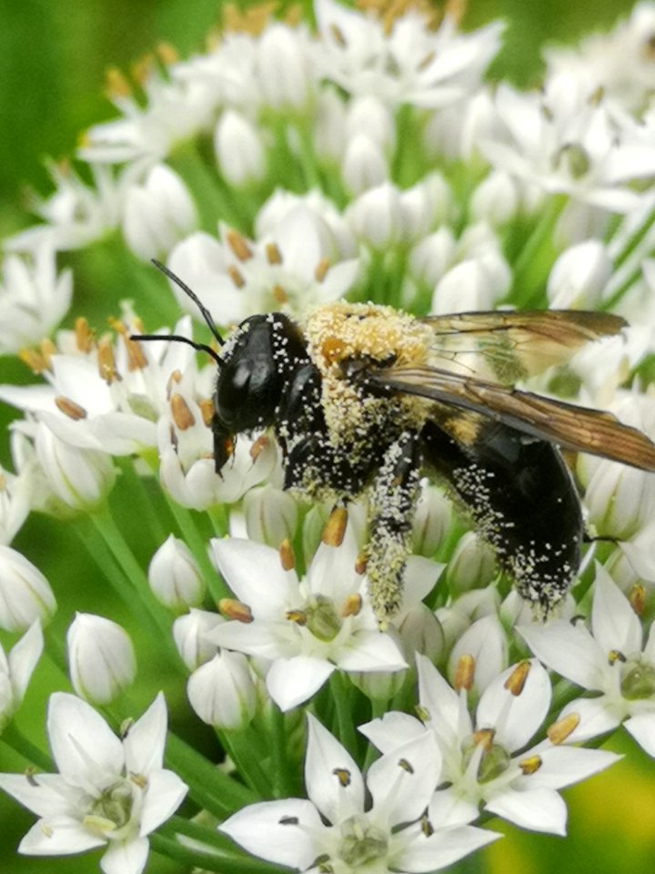 Carpenter bee Xylocopa virginica covered in pollen visiting flowers of garlic chives Allium tuberosum