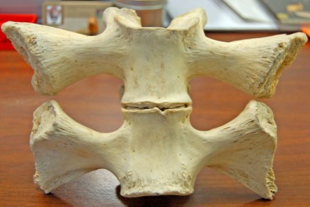 Alligator Vertebrae (2), NPSphotos.jpg