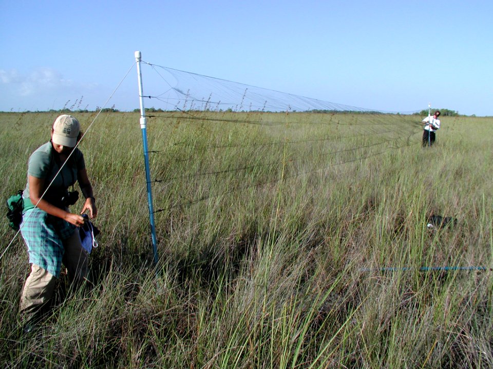 Seaside Sparrow Banding Research (4), NPSPhoto