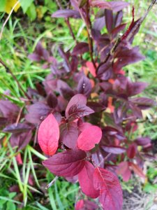 Itea virginica showing red leaf color in fall