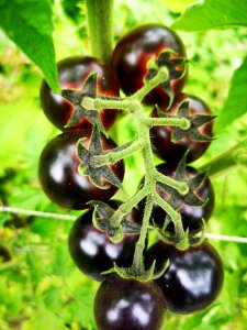 Dancing with Smurfs blue (antho) cherry tomatoes