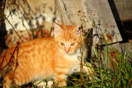 Young cats young cat mackerel