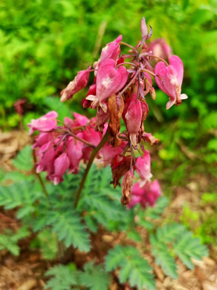 US native fringed bleeding heart (Dicentra eximia 'Luxuriant') blooms for way longer than Asian bleeding heart (Lamprocapnos spectabilis, syn. Dicentra spectabilis)
