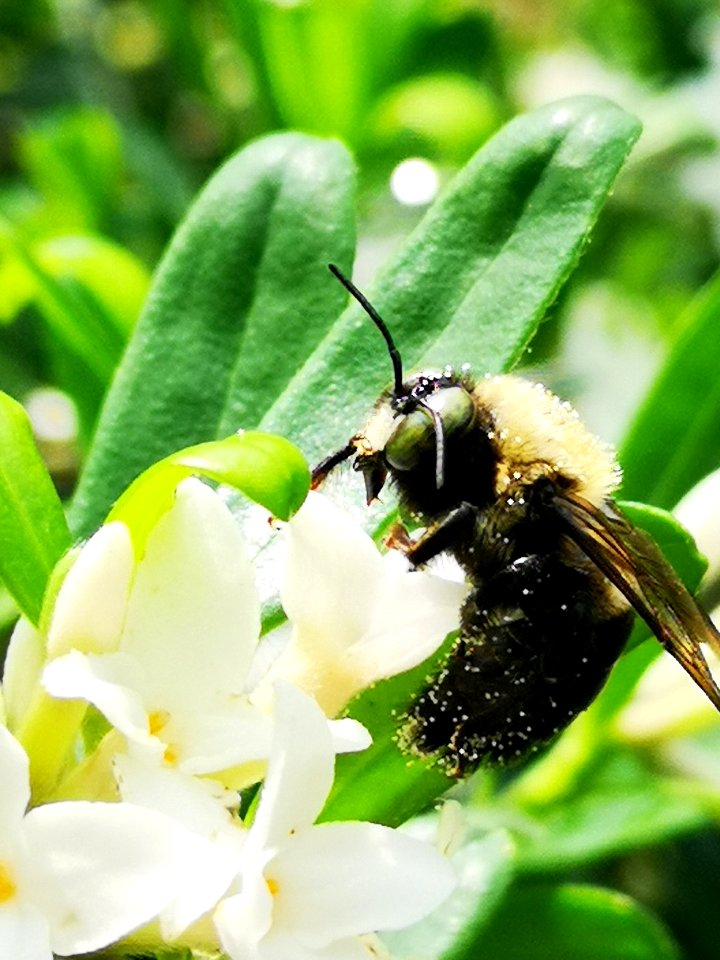 Carpenter bee nectar robbing Daphne (hybrid Eternal Fragrance) flowers, with pollen