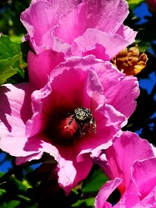 Bumblebee covered in pollen from visiting rose of Sharon (Hibiscus syriacus) flowers