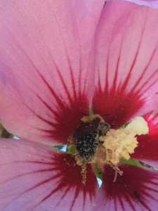 Bumblebee covered in pollen from rose of Sharon (Hibiscus syriacus)