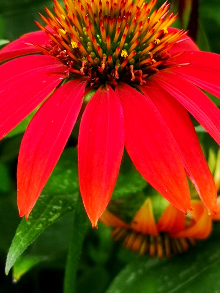 Coneflower Echinacea 'Cheyenne Spirit'