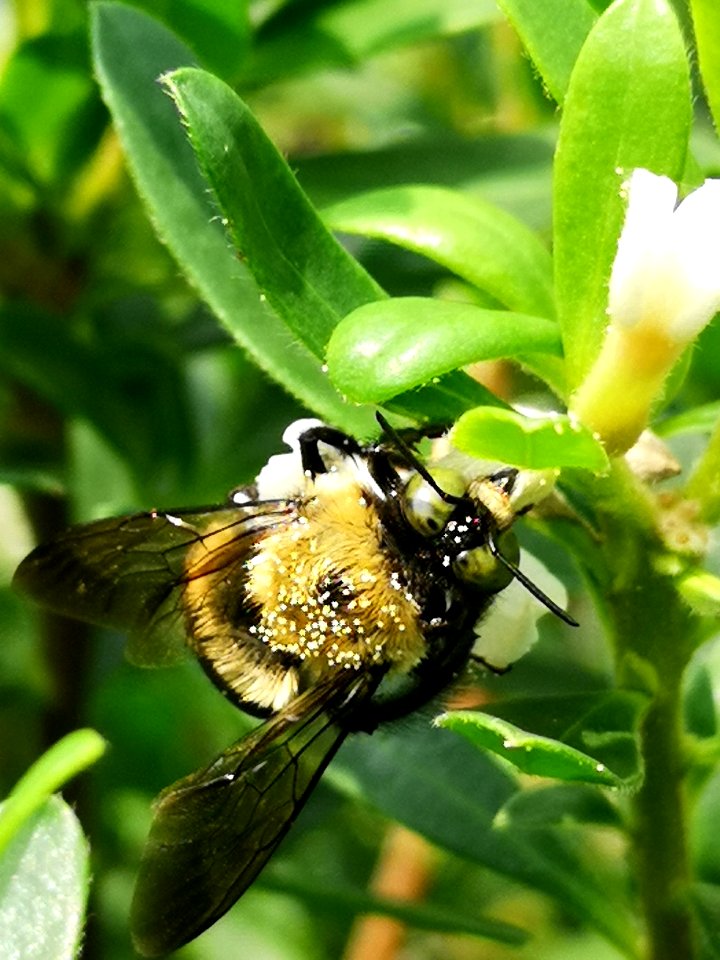Carpenter bee nectar robbing Daphne (hybrid Eternal Fragrance) flowers, with pollen