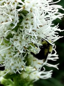 Bumblebee visiting gayfeather (Liatris spicata 'Floristan White') photo