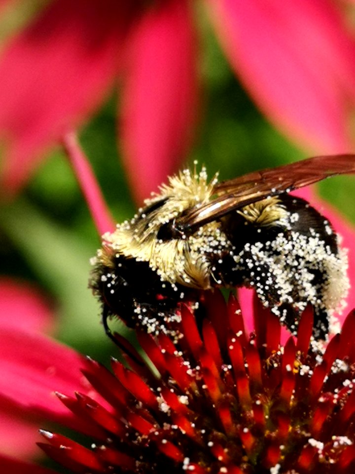 Bumblebee covered with pollen visiting coneflower Echinacea 'Cheyenne Spirit'