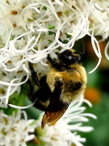 Bumblebees visiting gayfeather Liatris spicata ('Floristan White') photo