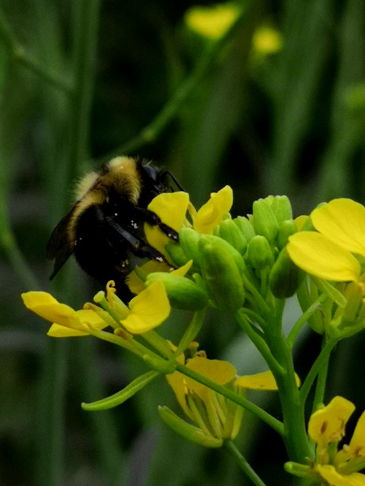 Bumblebee visiting mustard flowers Brassica juncea