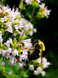 Bumblebee (Bombus sp.) visiting oregano (Origanum vulgare) flowers