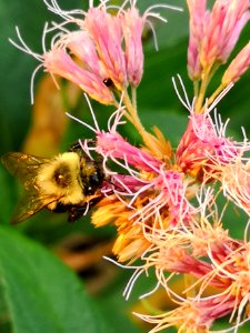 Bee on Joe Pye weed