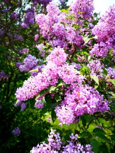 Bumblebee in lilac (Syringa sp.)