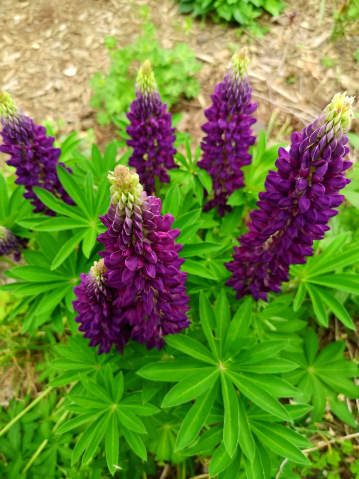 Lupinus polyphyllus hybrid Mini Gallery Blue