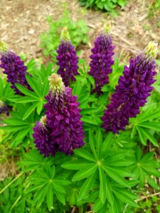 Lupinus polyphyllus hybrid Mini Gallery Blue