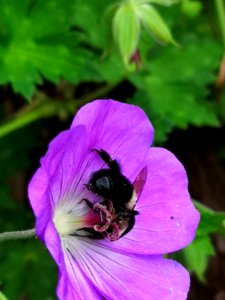 Bumblebee visiting cranesbill (Geranium Azure Rush)
