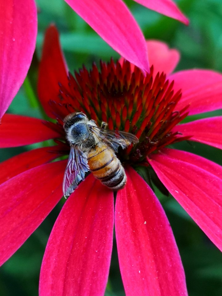 Honeybee (Apis mellifera) visiting coneflower (Echinacea 'Cheyenne Spirit')