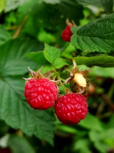 Red raspberries (Rubus idaeus)