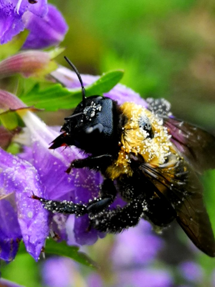 Carpenter bee (Xylocopa sp.) visiting flowers of dragonhead (Dracocephalum moldavica), with pollen