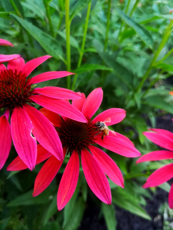Honeybee (Apis mellifera) visiting coneflower (Echinacea 'Cheyenne Spirit')