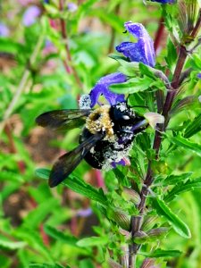 Carpenter bee (Xylocopa virginica) nectar robbing dragonhead (Dracocephalum moldavica)