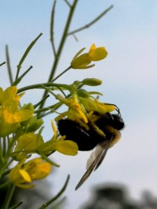 Carpenter bee Xylocopa visiting mustard flowers Brassica juncea