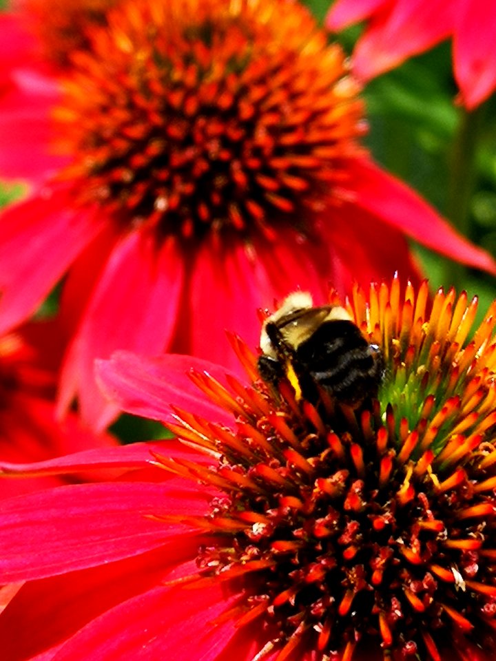 Bumblebee visiting Echinacea 'Cheyenne Spirit'