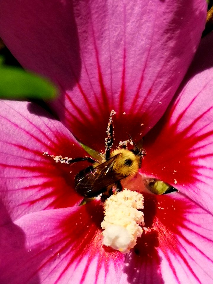 Bumblebee visiting rose of Sharon Hibiscus syriacus