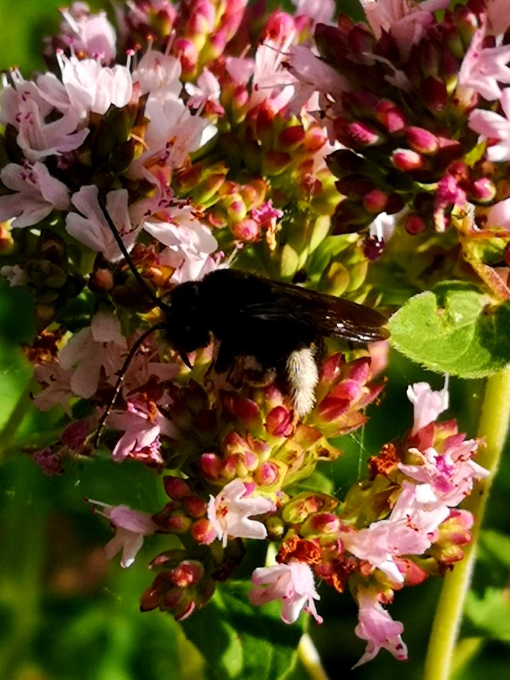 Two-spotted Longhorn bee (Melissodes bimaculatus) visiting oregano flowers (Origanum vulgare)