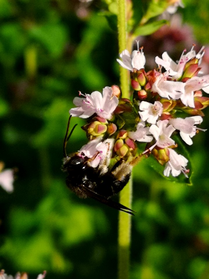 Two-spotted Longhorn bee (Melissodes bimaculatus) visiting oregano flowers (Origanum vulgare)