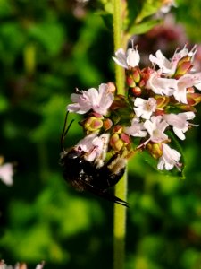 Two-spotted Longhorn bee (Melissodes bimaculatus) visiting oregano flowers (Origanum vulgare)