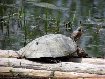 Western Pond Turtle photo