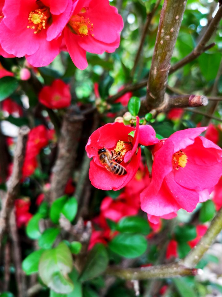 Honeybee with chaenomeles