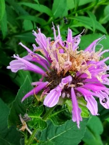 Little bees visiting bee balm Monarda didyma 'Rose Scented'
