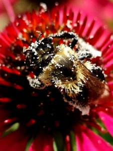 Bumblebee covered with pollen visiting coneflower Echinacea 'Cheyenne Spirit'