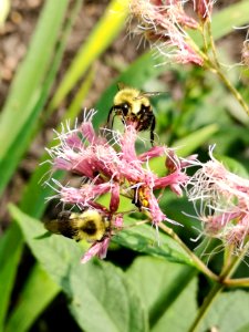 Bumblebee visiting Joe Pye weed Eupatorium