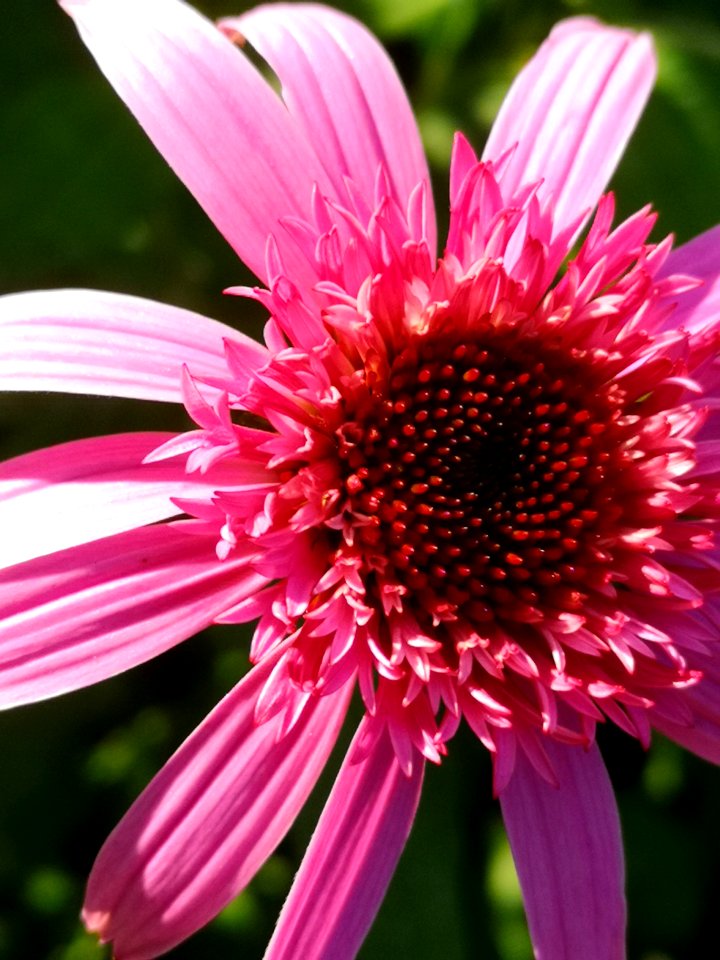 Echinacea Pink Double Delight