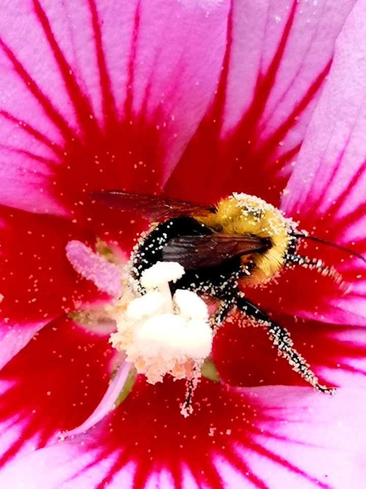 Carpenter bee Xylocopa virginica with pollen visiting rose of Sharon Hibiscus syriacus