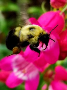 Bumblebee (Bombus) visiting hybrid beardtongue flowers Penstemon Red Rocks photo