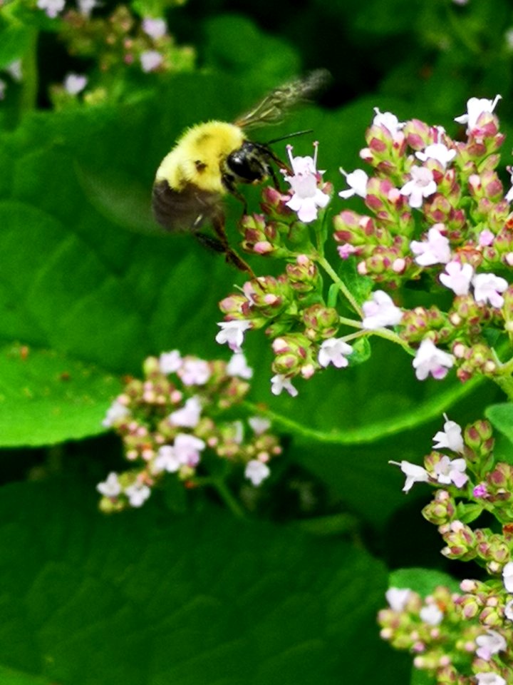 Bumblebee (Bombus sp.) visiting oregano (Origanum vulgare) flowers