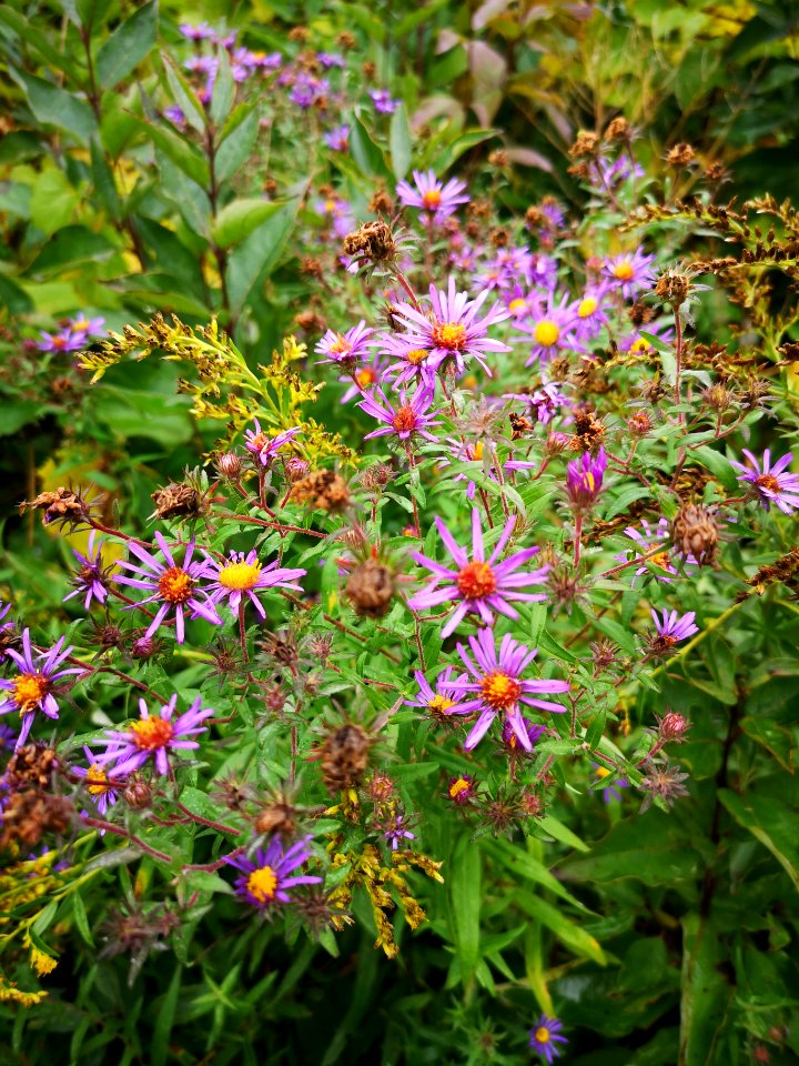 Symphyotrichum and Solidago