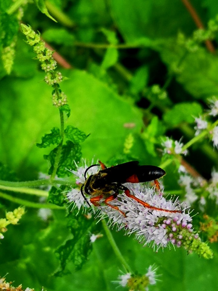 Great golden sand digger wasp (Sphex ichneumoneus) visiting mint (Mentha hybrid Candy) flowers