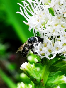 Bee on blazing star (Liatris spicata 'Floristan White')