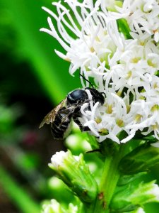 Bee on blazing star (Liatris spicata 'Floristan White') photo