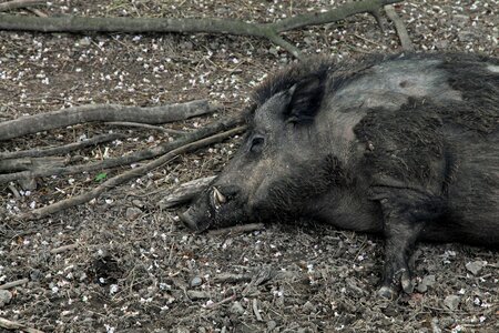 Boar hauer male