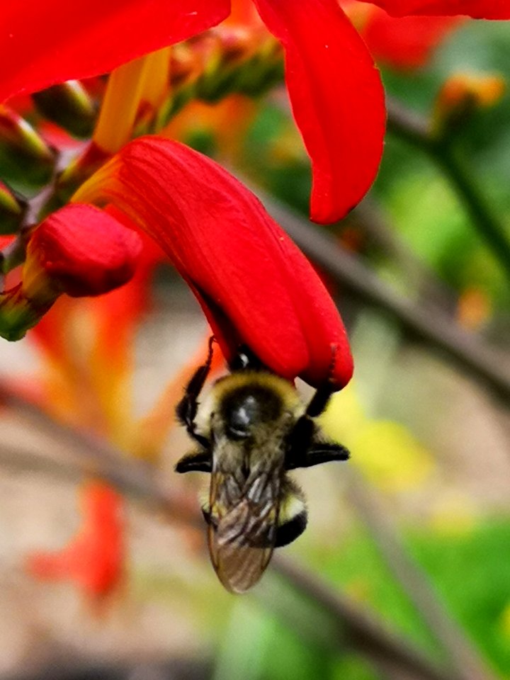 Bumblebee visiting Crocosmia x curtonus 'Lucifer'