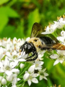 Carpenter bee Xylocopa virginica covered in pollen visiting flowers of garlic chives Allium tuberosum