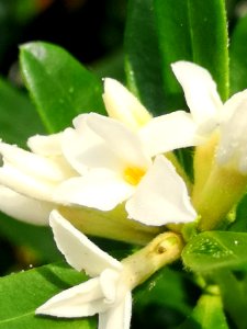 Daphne hybrid Eternal Fragrance flowers after being nectar robbed by carpenter bees